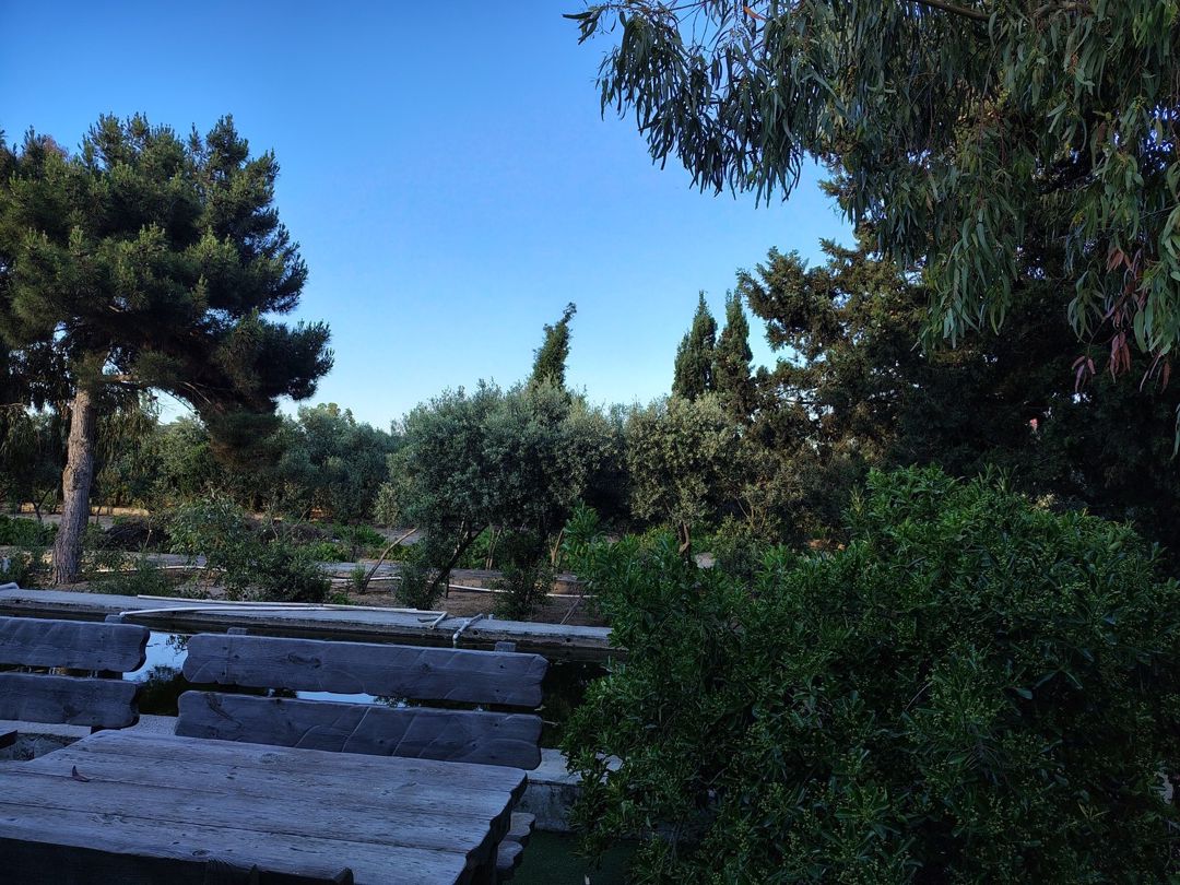 Satılır torpaq 44 sot — Torpaq, Bakı (7)