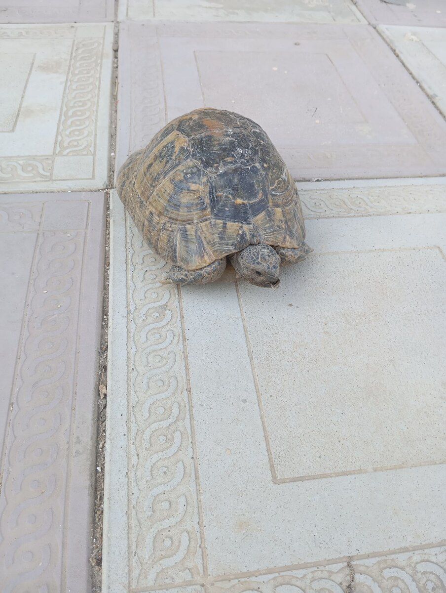 Tısbağa — Digər heyvanlar, Bakı