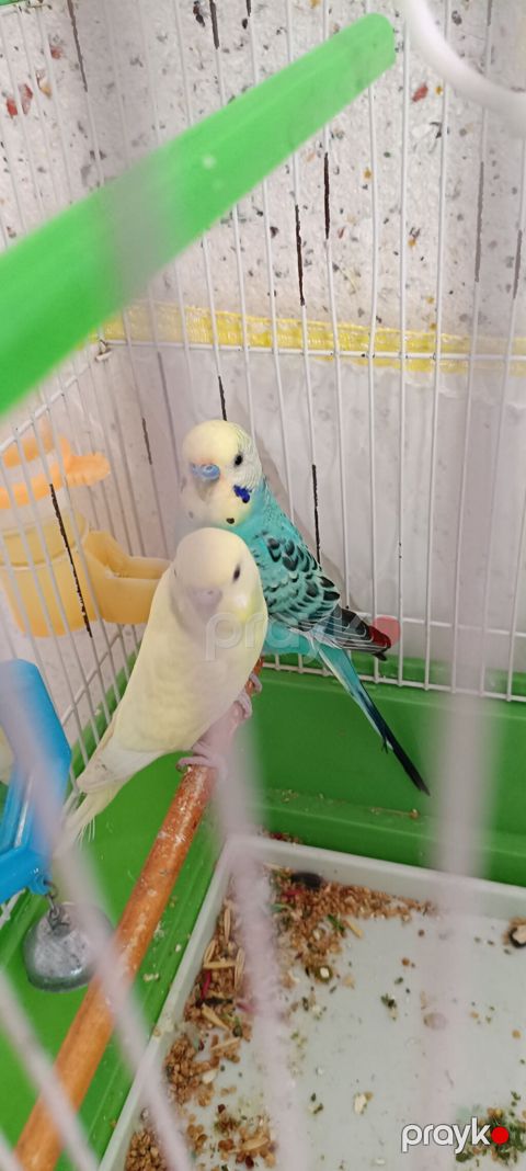 Məhsul: Dalmatian və limon rəng çalarlı iki gözəl dalğalı tutuquşu — Şəki