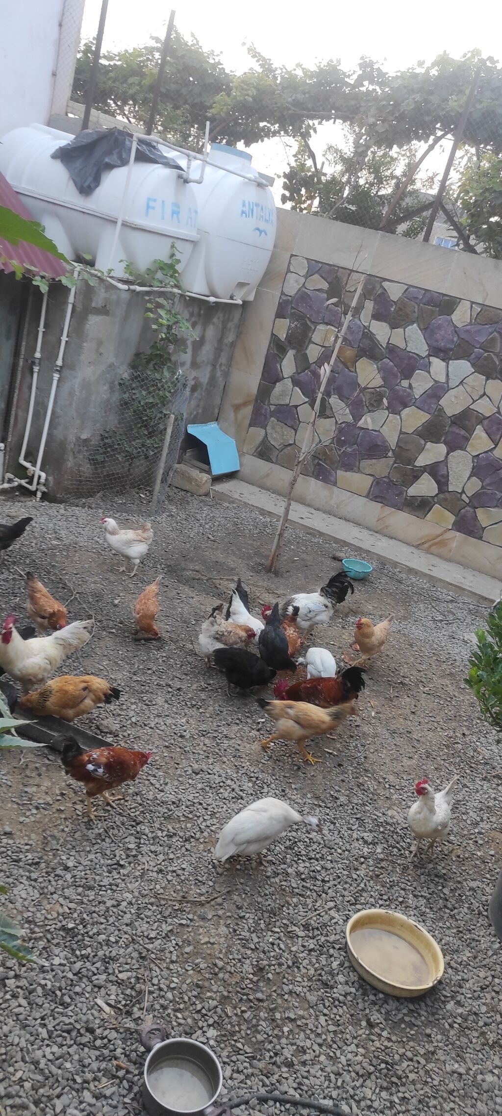 Toyuqlar yeni yumurtaya düşmüş cavan ferelerdi damazlıq saxlamaq üçün — Digərləri, Bakı (3)