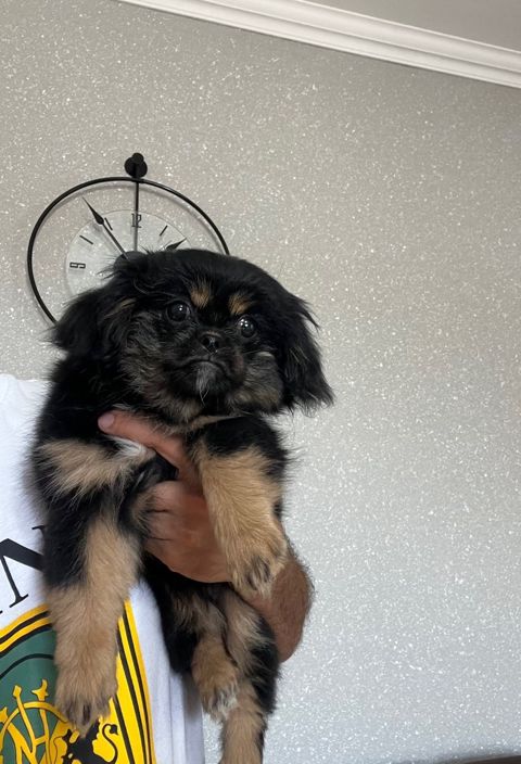 Pekines balası — Bakı