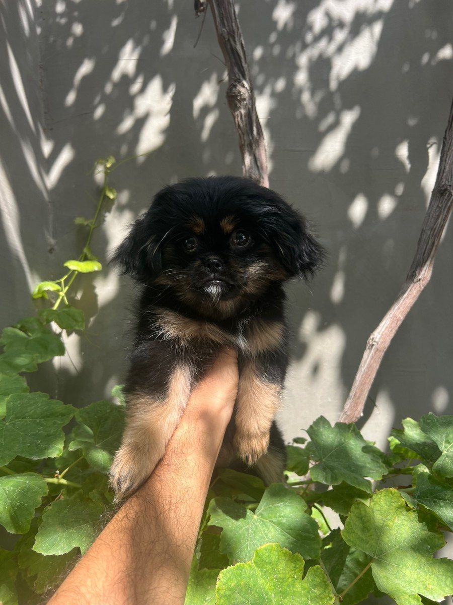 Pekines balası — Köpəklər, Bakı (2)