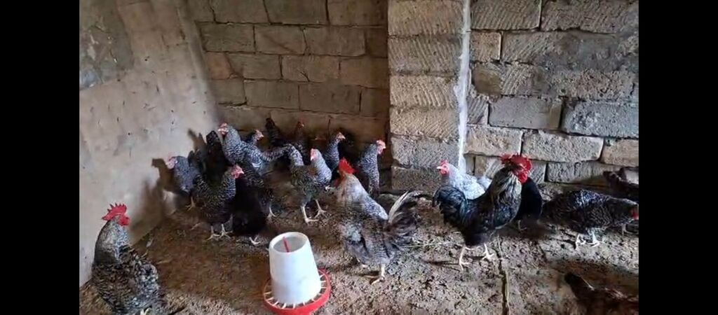 Temiz xorkov toyuq ve xoruzlar sürüyle satılır teki 25 AZN — Toyuq və xoruz, Digah