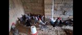 Temiz xorkov toyuq ve xoruzlar sürüyle satılır teki 25 AZN — Chickens and roosters