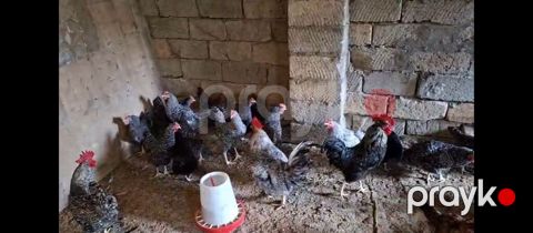 Temiz xorkov toyuq ve xoruzlar sürüyle satılır teki 25 AZN — Digah