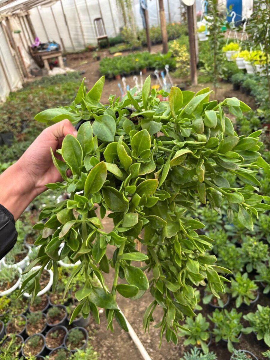 Apteniya bitkisi — Bitkilər, Bakı (5)