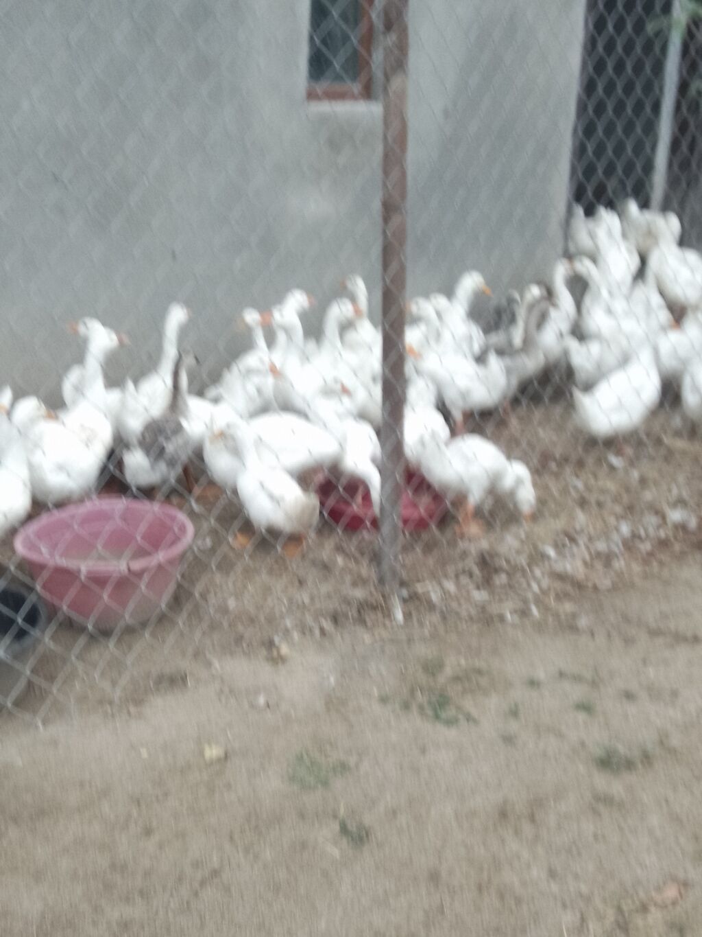 Linda qazlarıPekin ordeyleri 20m Pekin ordeyi,25 m Linda qazlari — Digərləri, Novxanı (2)