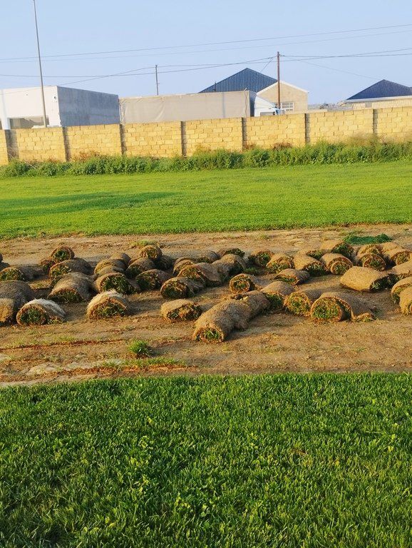 Qazon — Bitkilər, Bakı (10)
