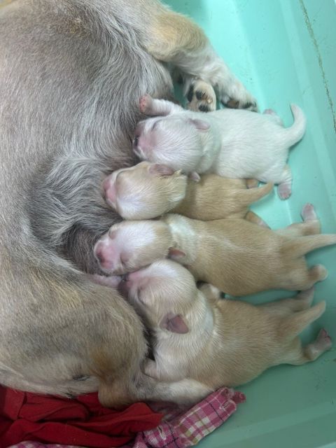 Pekines balaları — Bakı