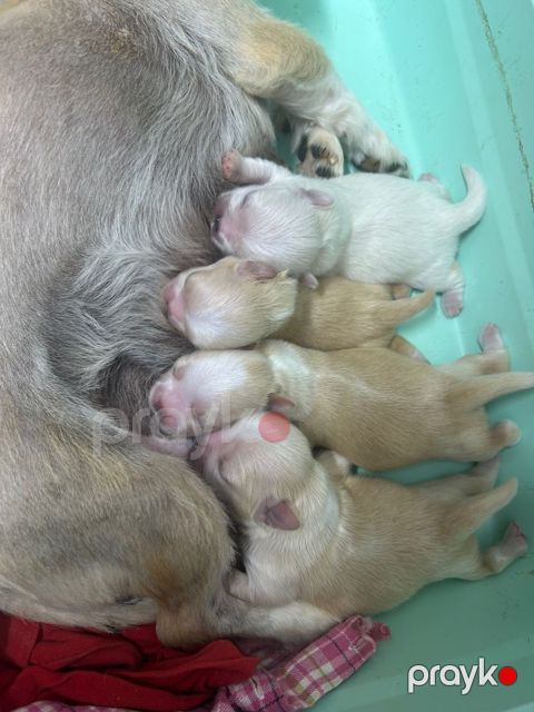 Pekines balaları — Bakı
