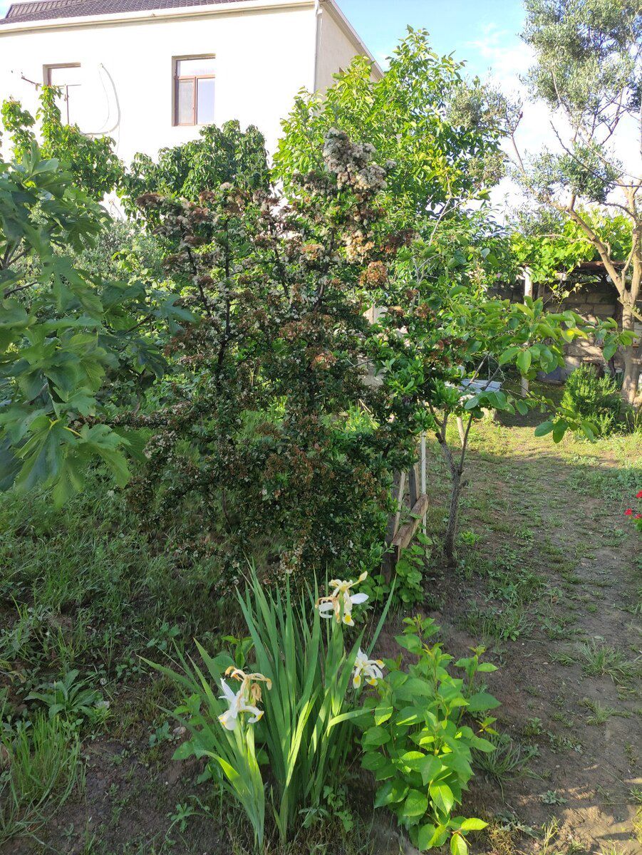 9 sot torpaq sahəsi, Mərdəkan qəs — Torpaq, Bakı (7)