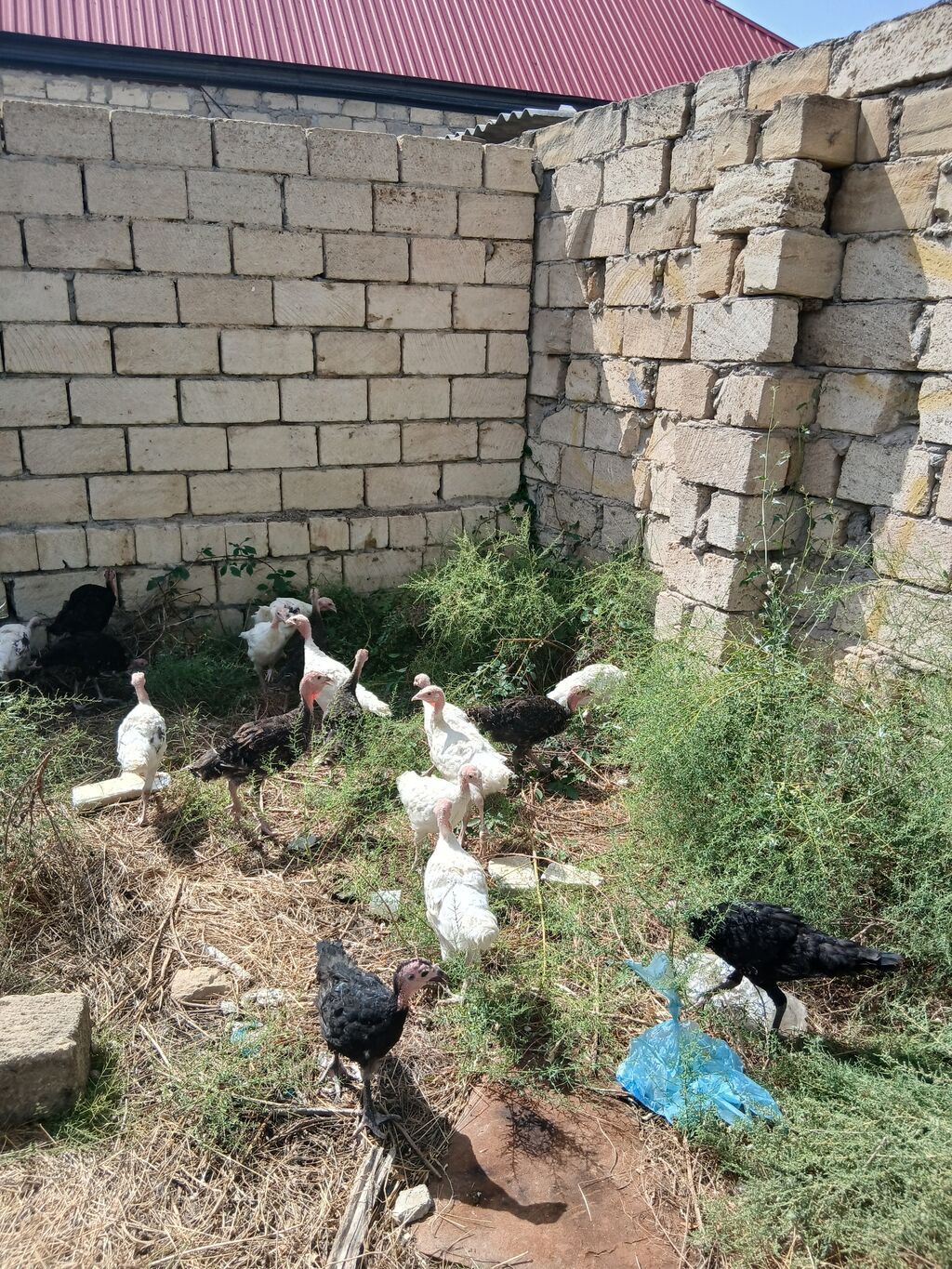 Hinduşka cücələri 2 aylıqdırlar tam sağlam hündüşqalardı qiymet — Digərləri, Sumqayıt (3)