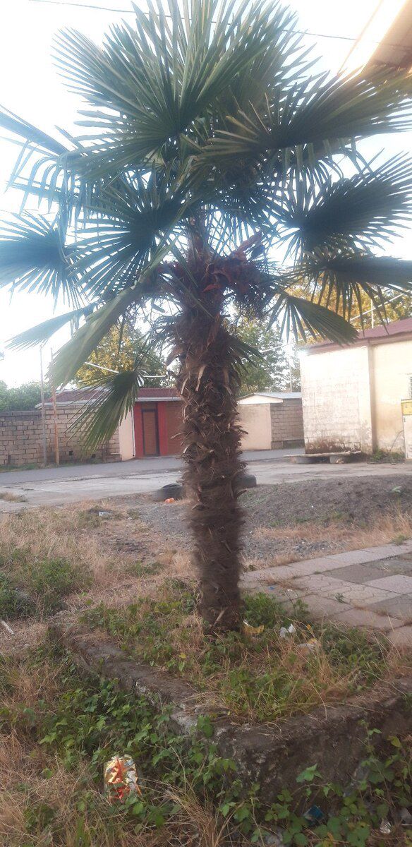 Palma ağacı — Bitkilər, Lənkəran (2)