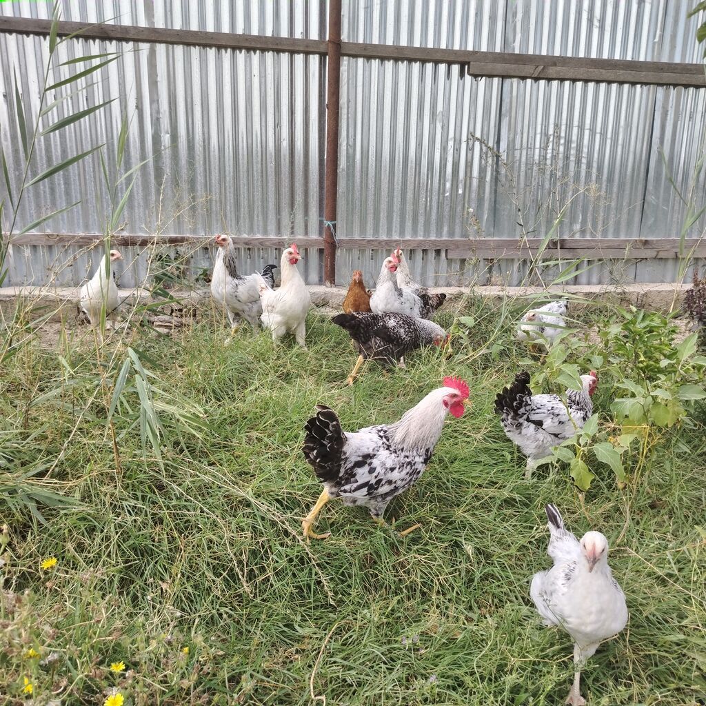 Toyuq, Damazlıq — Toyuq və xoruz, Hacıqabul (3)