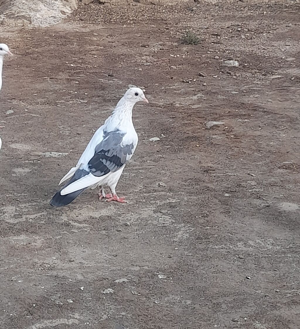 Deste goy quyrug bir terefli goy cep maya 12 tuk 2 qanadi kesiyde — Göyərçin, Bakı (5)
