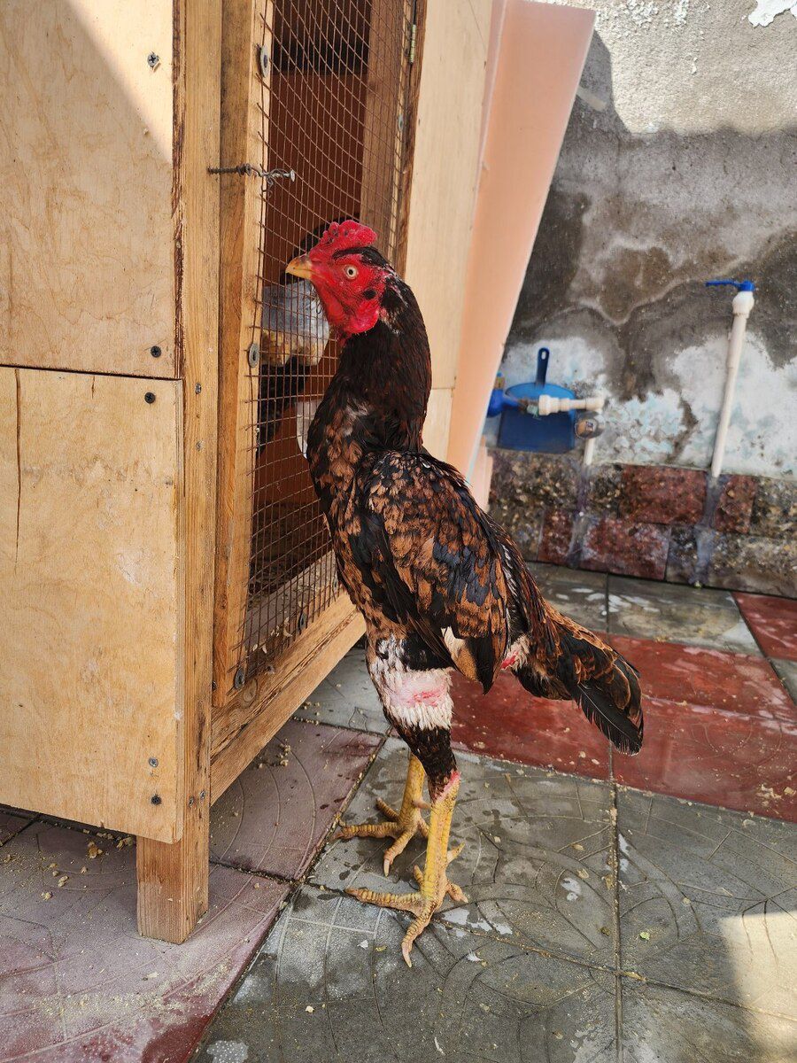 Heyratı — Quşlar, Bakı