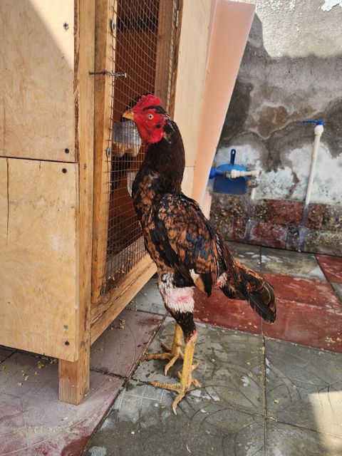 Heyratı — Bakı