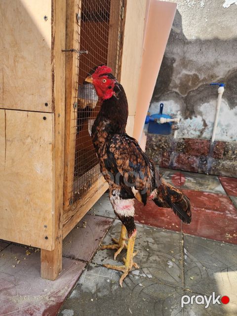 Heyratı — Bakı