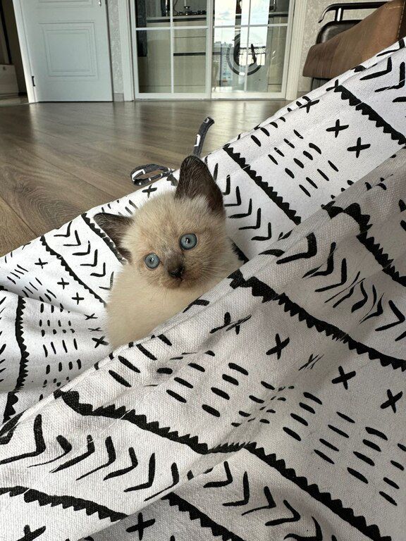 Сиамские котята — Pişiklər, Bakı (4)