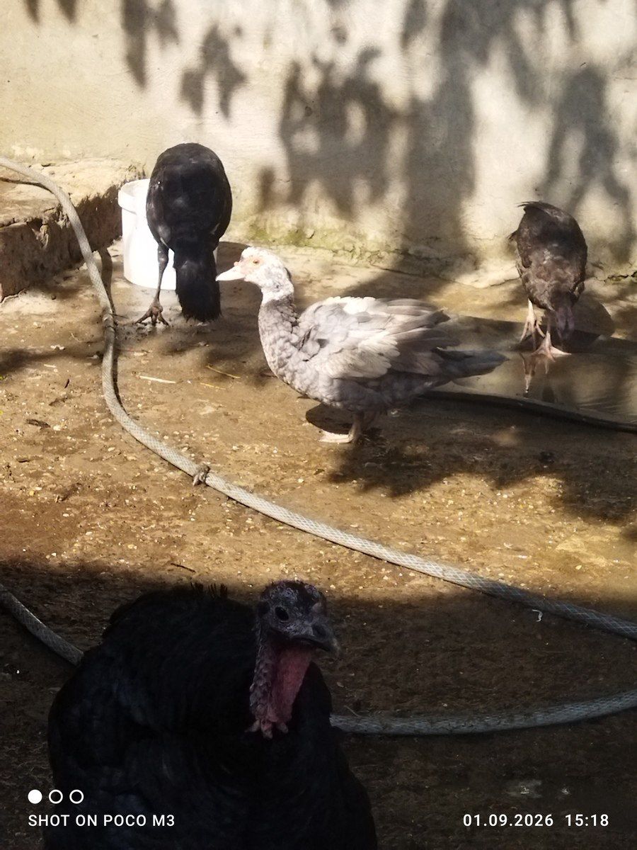 Ördəklər — Quşlar, Bakı (2)