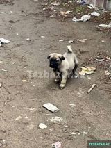 1 Ayıiq Erkek Qurdbasar kucukidi. Yerim yoxdu saxliya. Bilmirem deye — 2345
