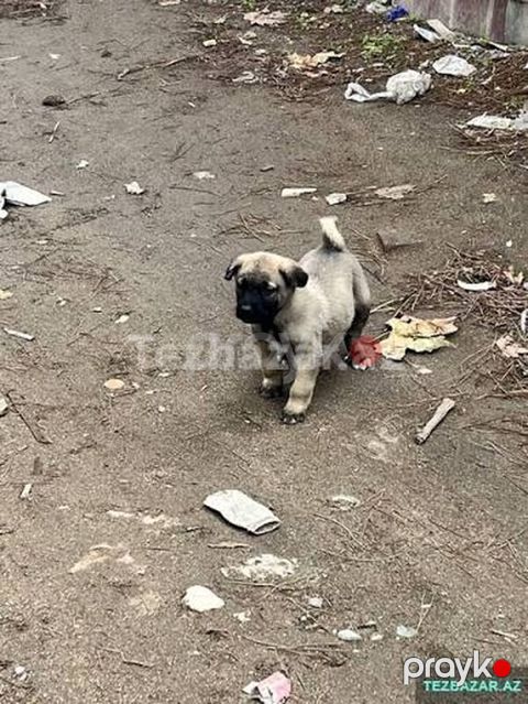1 Ayıiq Erkek Qurdbasar kucukidi. Yerim yoxdu saxliya. Bilmirem deye