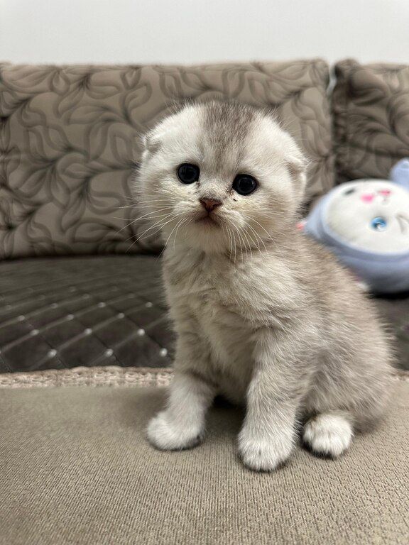 Котята шиншиллы — Pişiklər, Bakı (6)