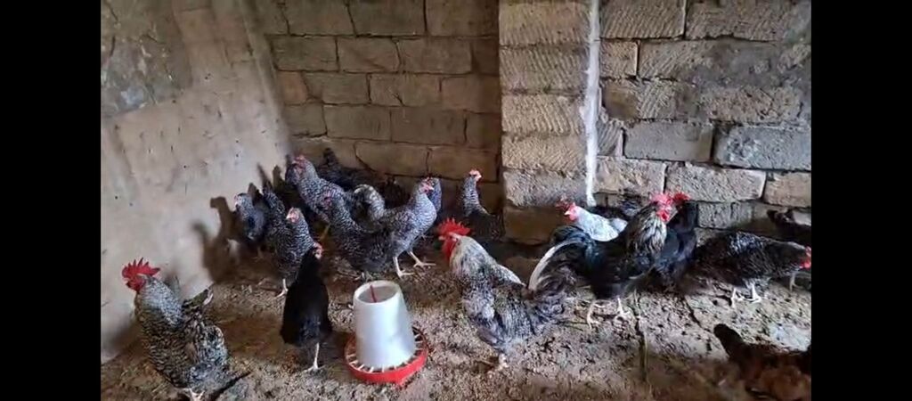 Temiz xorkov toyuq ve xoruzlar sürüyle satılır teki 25 AZN — Toyuq və xoruz, Digah (3)