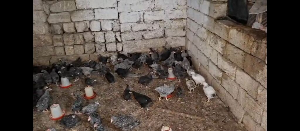 Toyuq cücələri, Ətlik, Ünvandan götürmə — Toyuq və xoruz, Digah (2)
