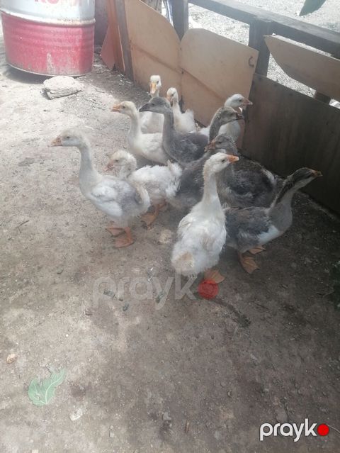 Dişi, Linda, Damazlıq, Ünvandan götürmə, Ödənişli çatdırılma — Novxanı