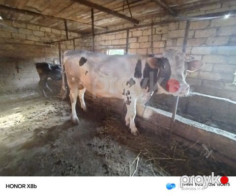 Südlük/ətlik iri buynuzlu heyvan - Cins: Alaca tipli inək (qara-ağ — Novxanı