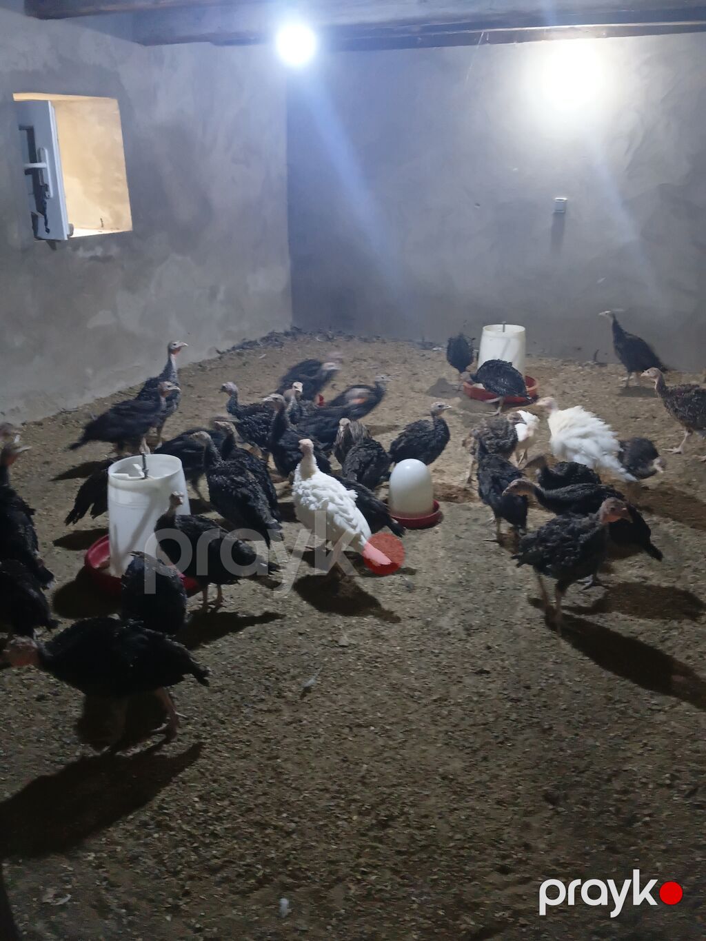 Məhsul:( 56 günlük20AZN Hinduşka cücələri (tüklənmiş gənc — Digərləri, Bakı (2)