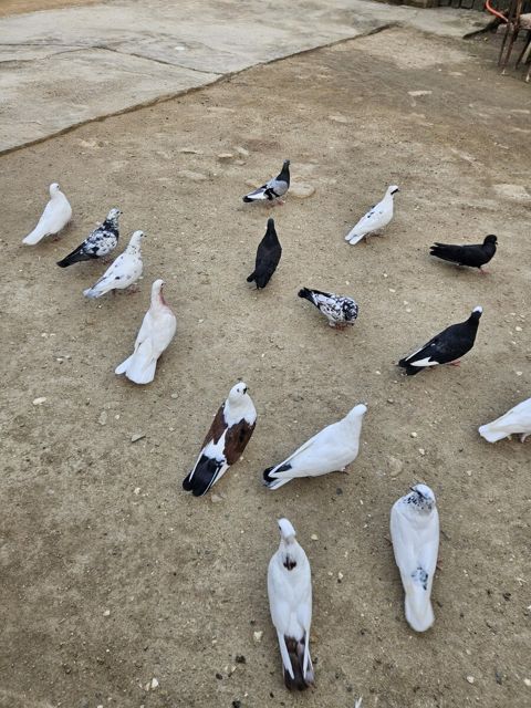 Göyərçinlər — Bakı