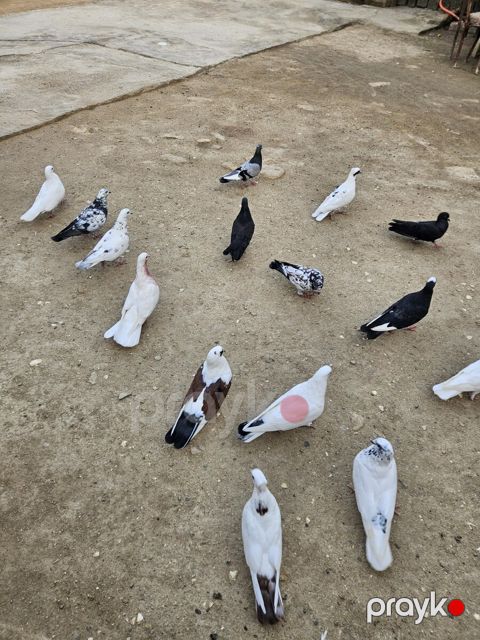 Göyərçinlər — Bakı
