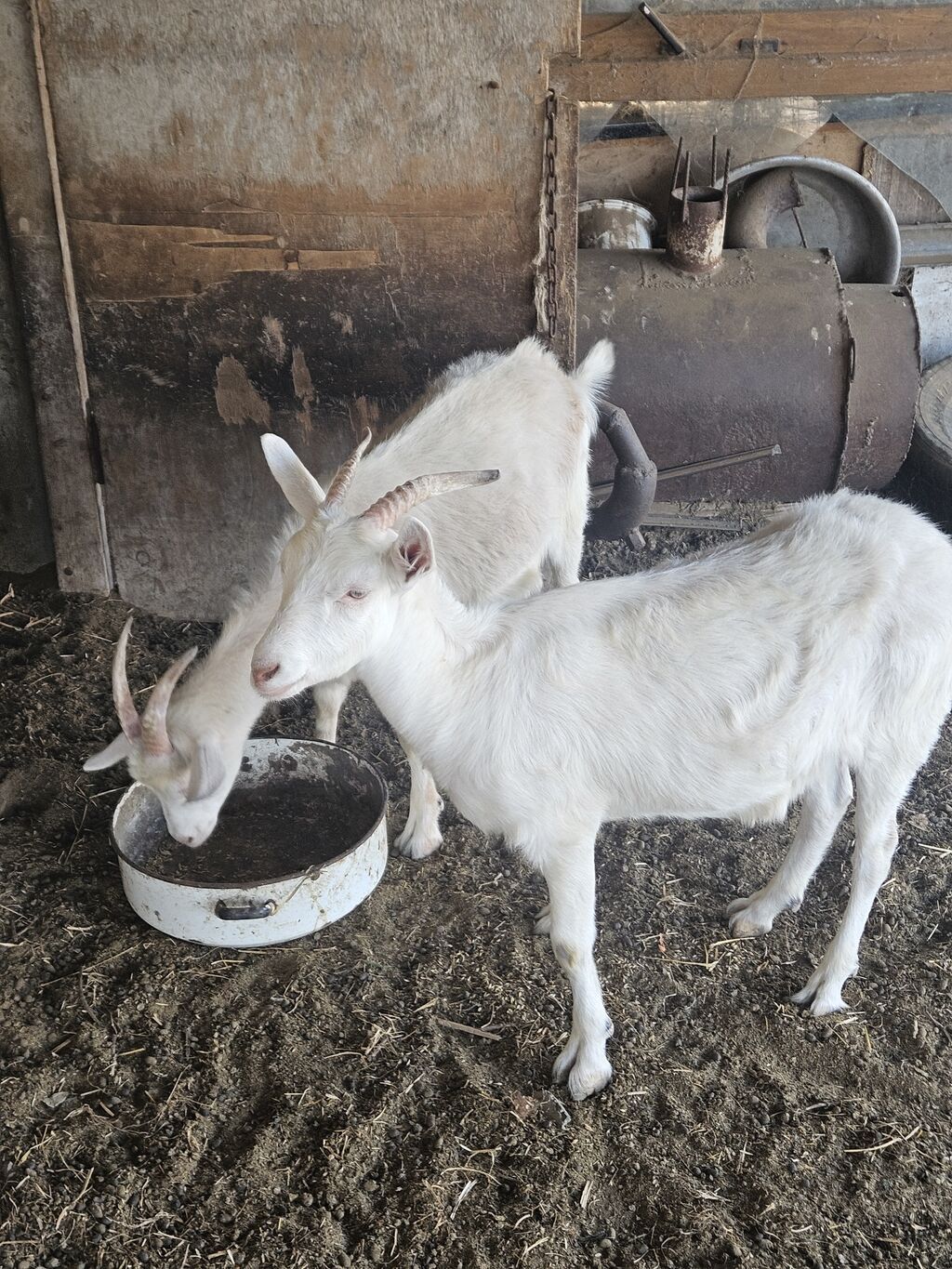 Dişi, il: 1, Südlük — Kənd təsərrüfatı heyvanları, Digah (4)