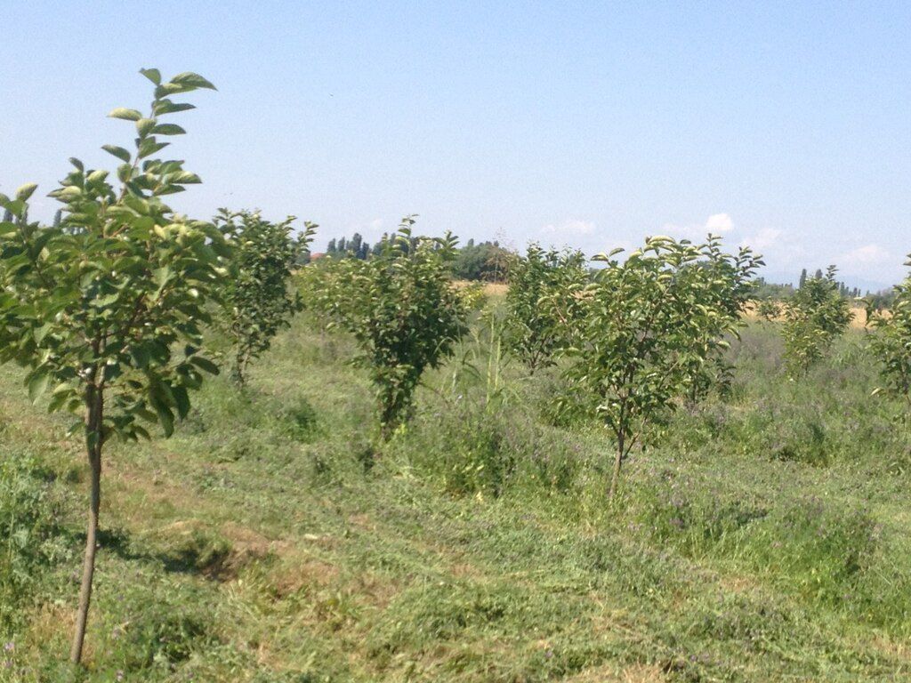 149 sot torpaq sahəsi, Bərdə r — Torpaq, Bərdə (8)