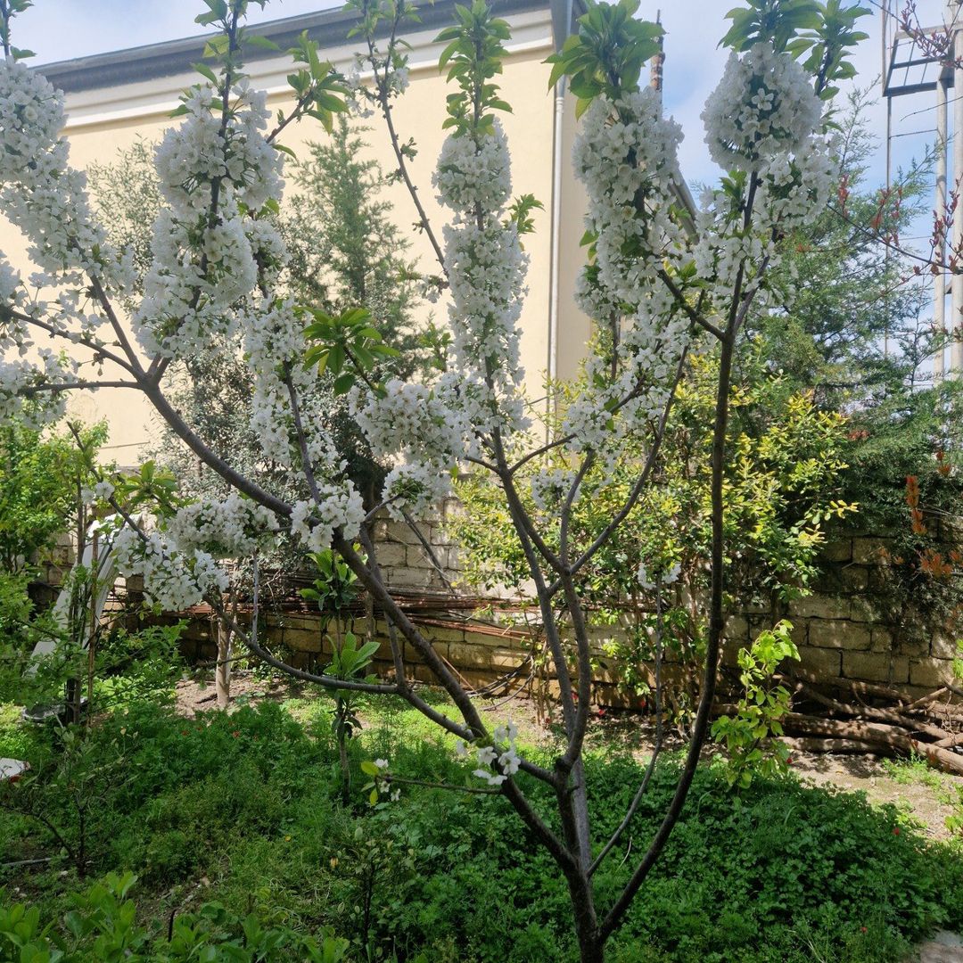 Həyət evi kirayə verilir, Əhmədli m — Ev, villa, Bakı (7)