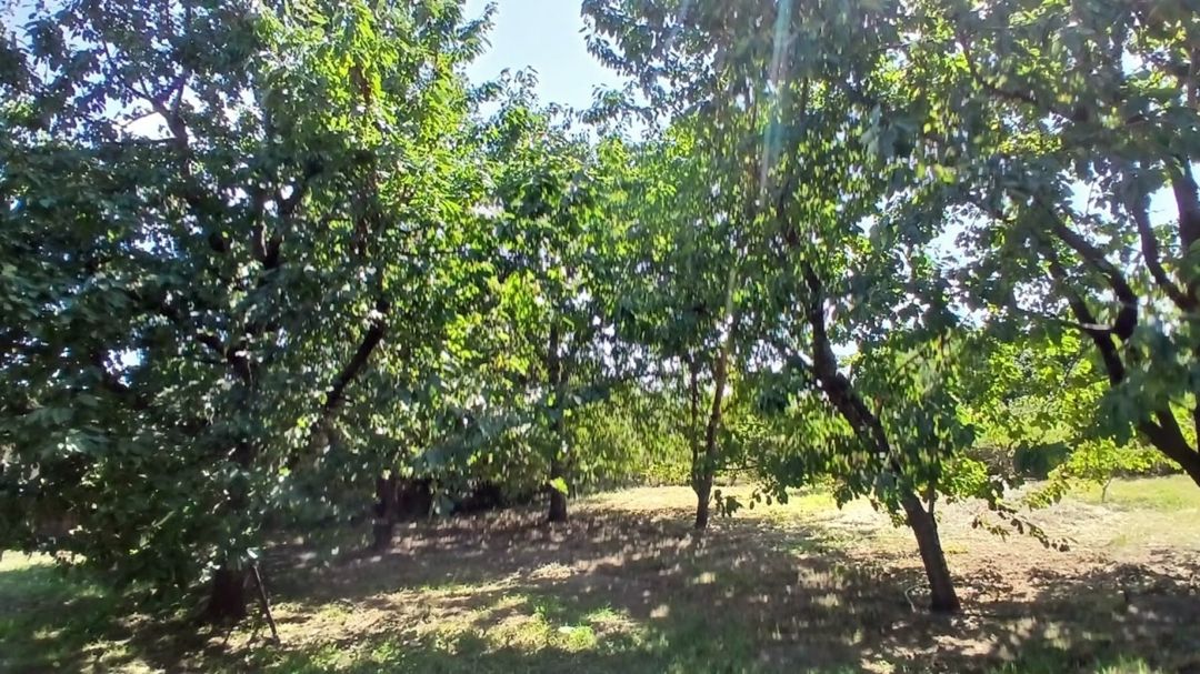10 sot torpaq sahəsi, Quba r — Torpaq, Quba (6)