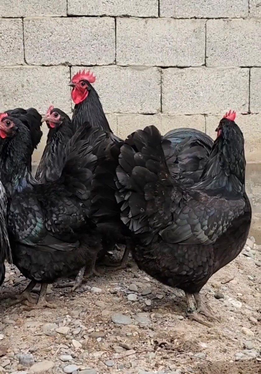 Avstralorp xoruzu — Quşlar, Bakı (3)