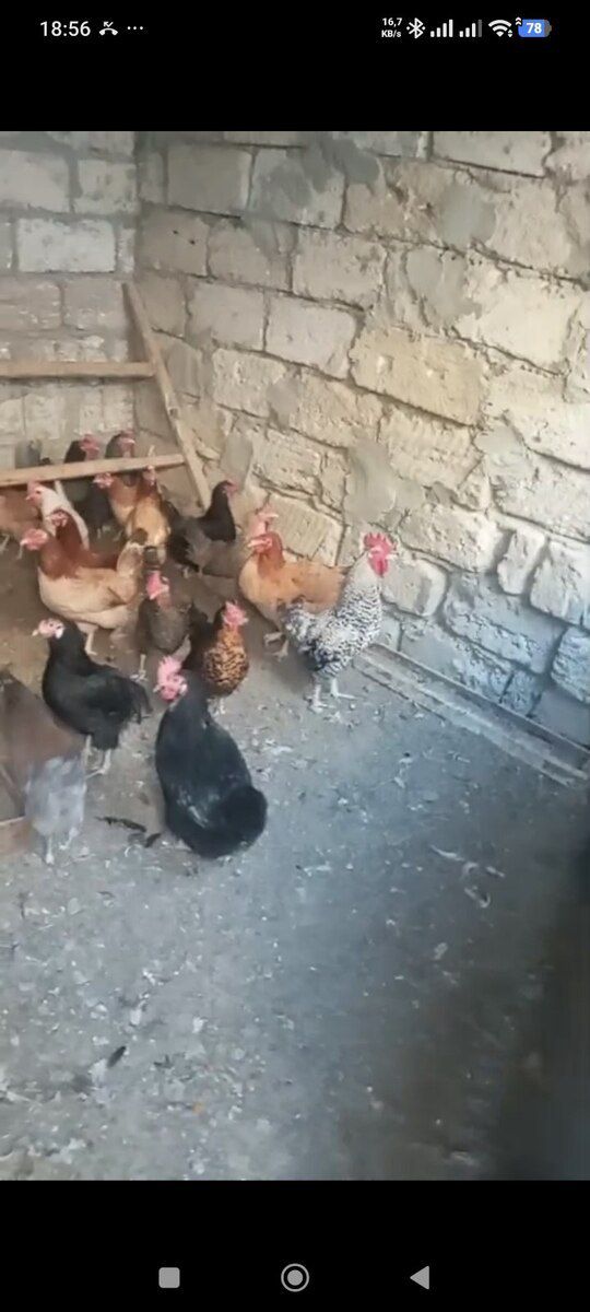 Toyuqlar — Quşlar, Bakı (2)