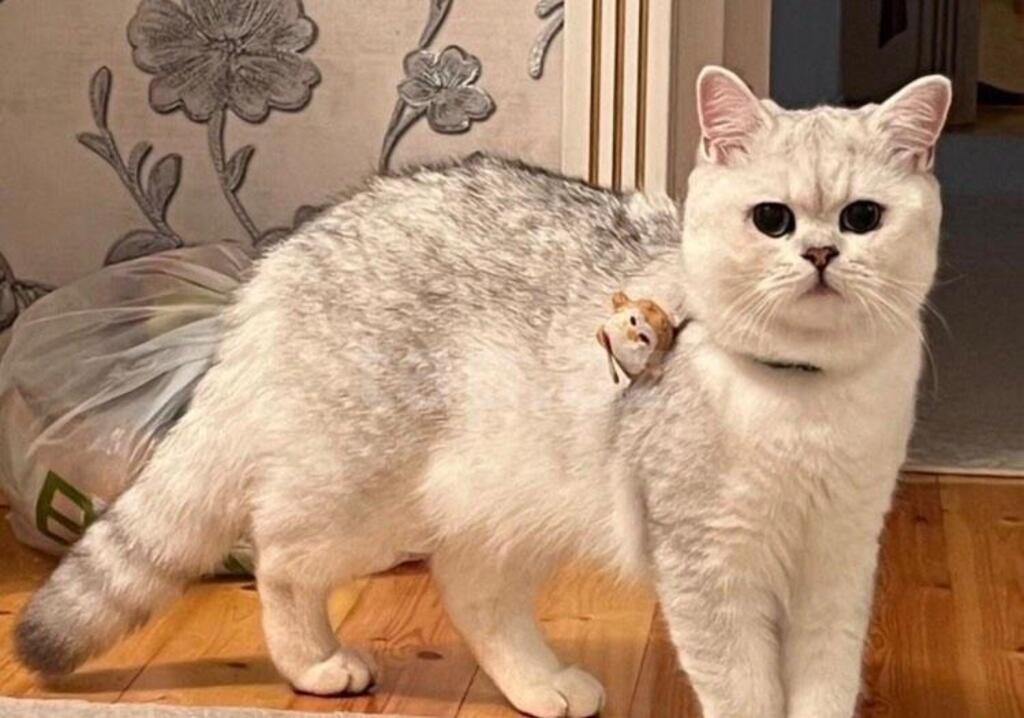 Gümüşü şinşilla pişiyi (cütləşdirmək üçün) — Pişiklər, Bakı (4)
