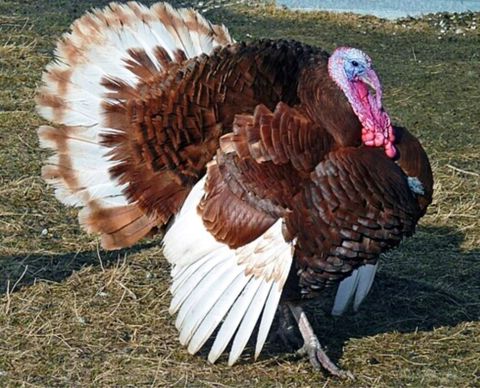 Red Burbon hinduşka yumurtası — Bakı