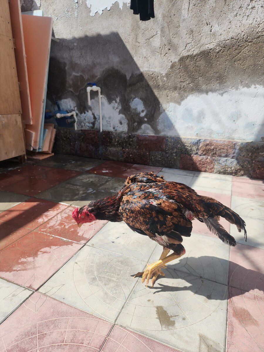 Heyratı — Quşlar, Bakı (10)
