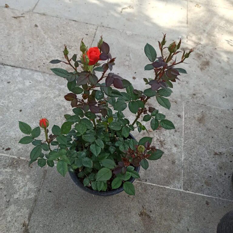 Qızılgül — Bitkilər, Bakı (7)