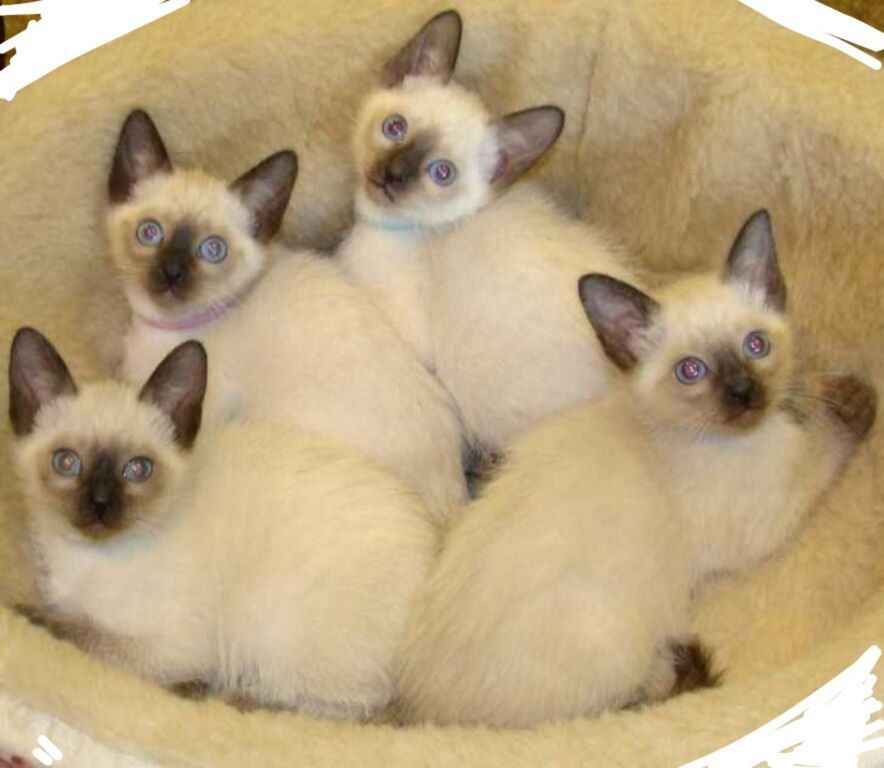 Сиамские котята — Pişiklər, Bakı (3)