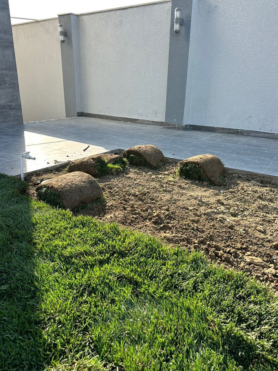 Qazon — Bitkilər, Bakı