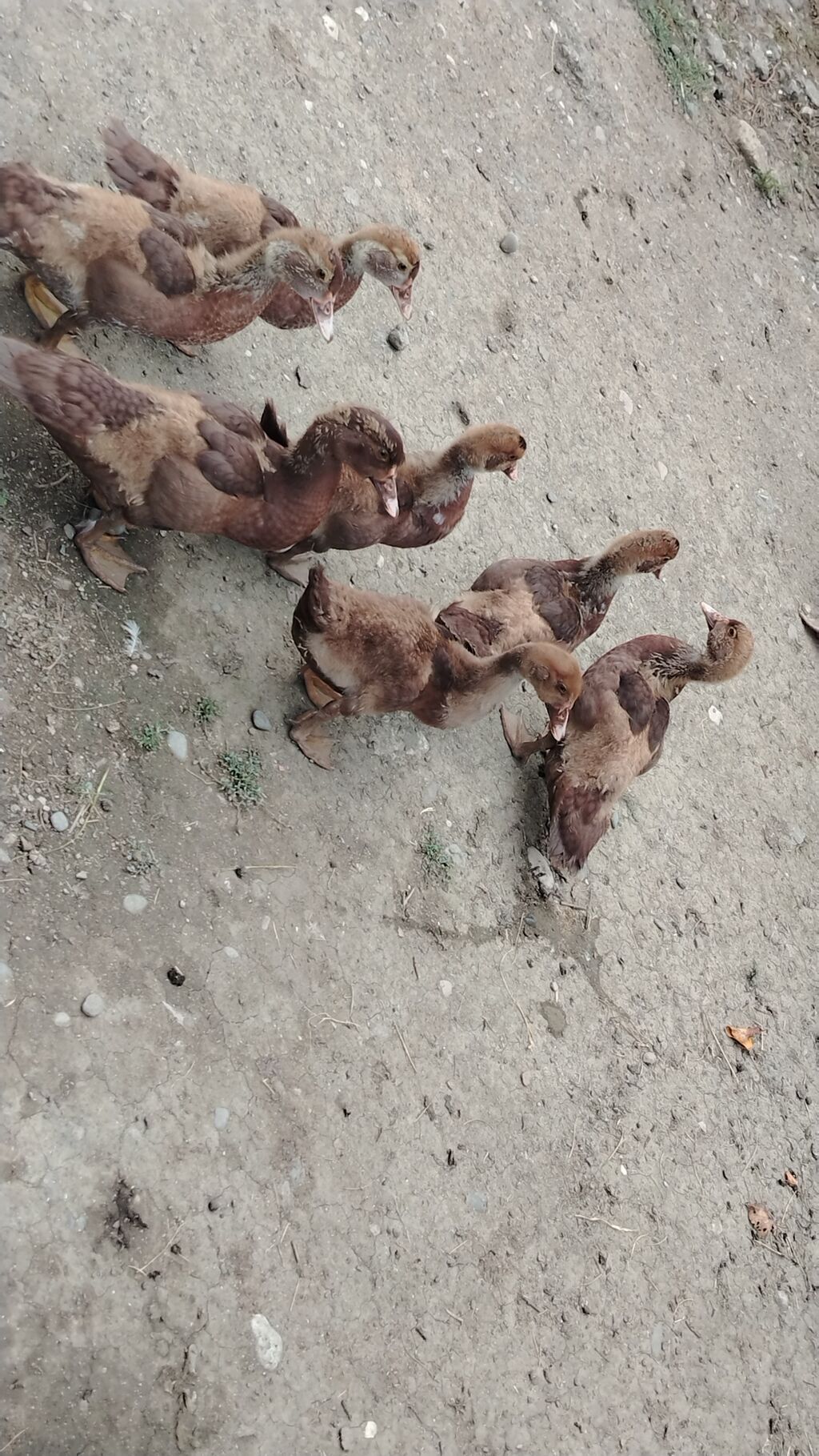 Bir ededi - 20 manata Satılır: muskovi ördək balaları (indoutka) — Digərləri, Quba (2)