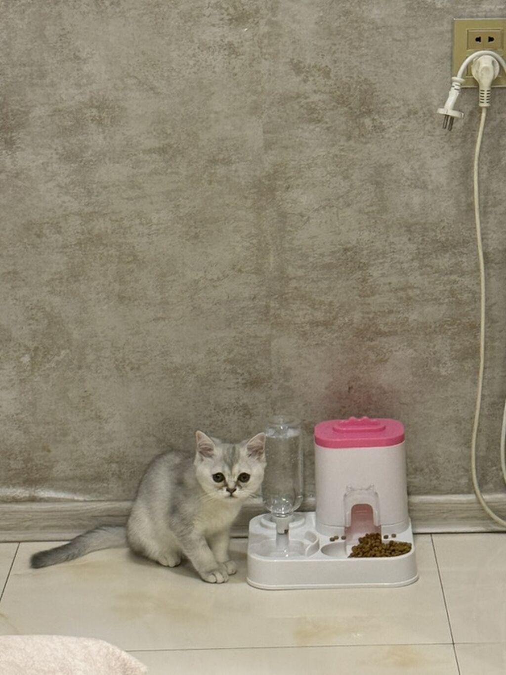 Şinşilla, Dişi, Yaxşı əllərə — Pişiklər, Bakı (2)