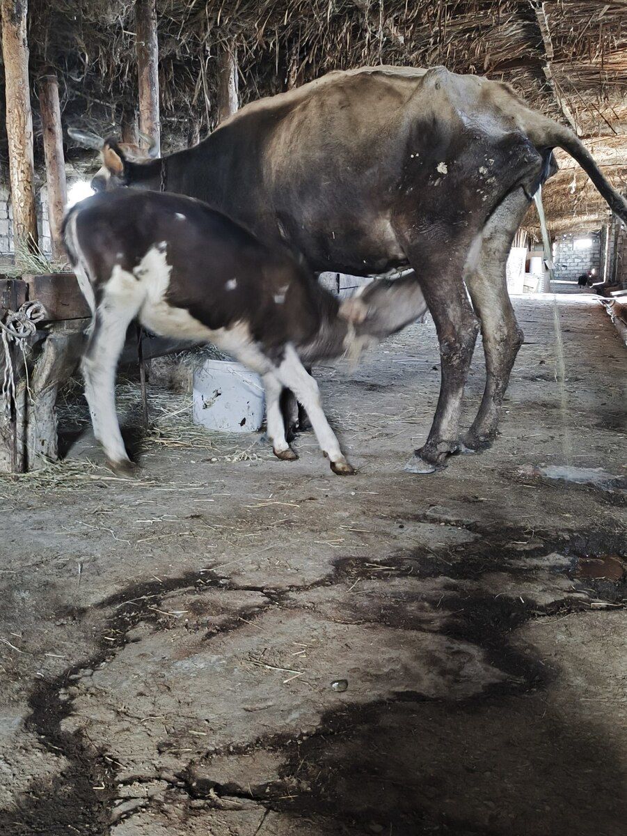 İnək — Kənd təsərrüfatı heyvanları, Xırdalan (2)