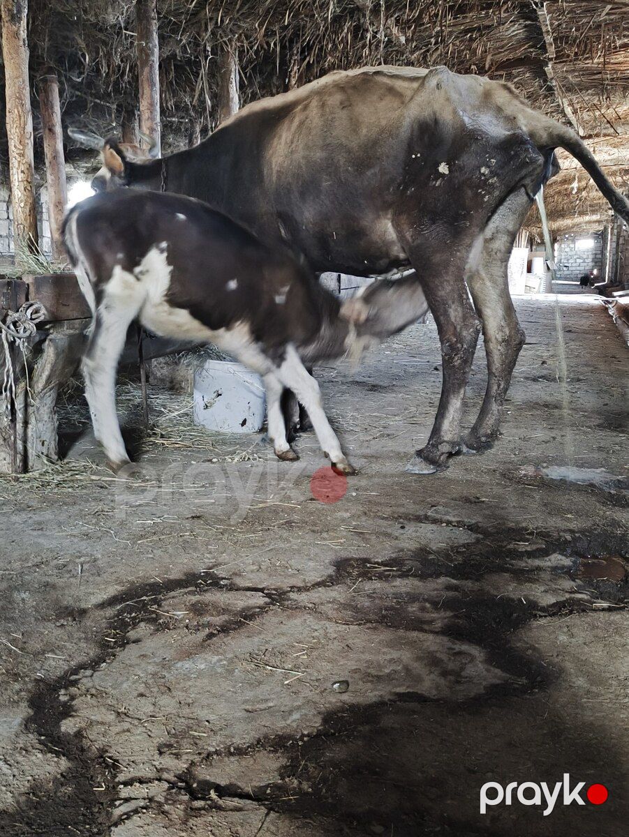 İnək — Kənd təsərrüfatı heyvanları, Xırdalan (2)
